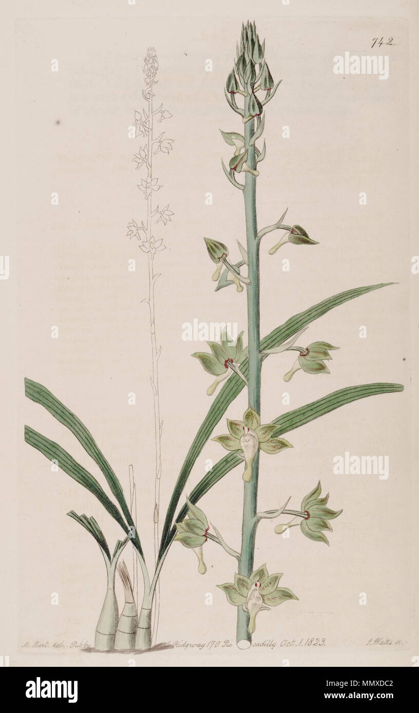 . Illustration of Eulophia gracilis  . 1823. Designer:M. Hart - Engraver: J. Watts Eulophia gracilis - Bot. Reg. 9 pl. 742 (1823) Stock Photo
