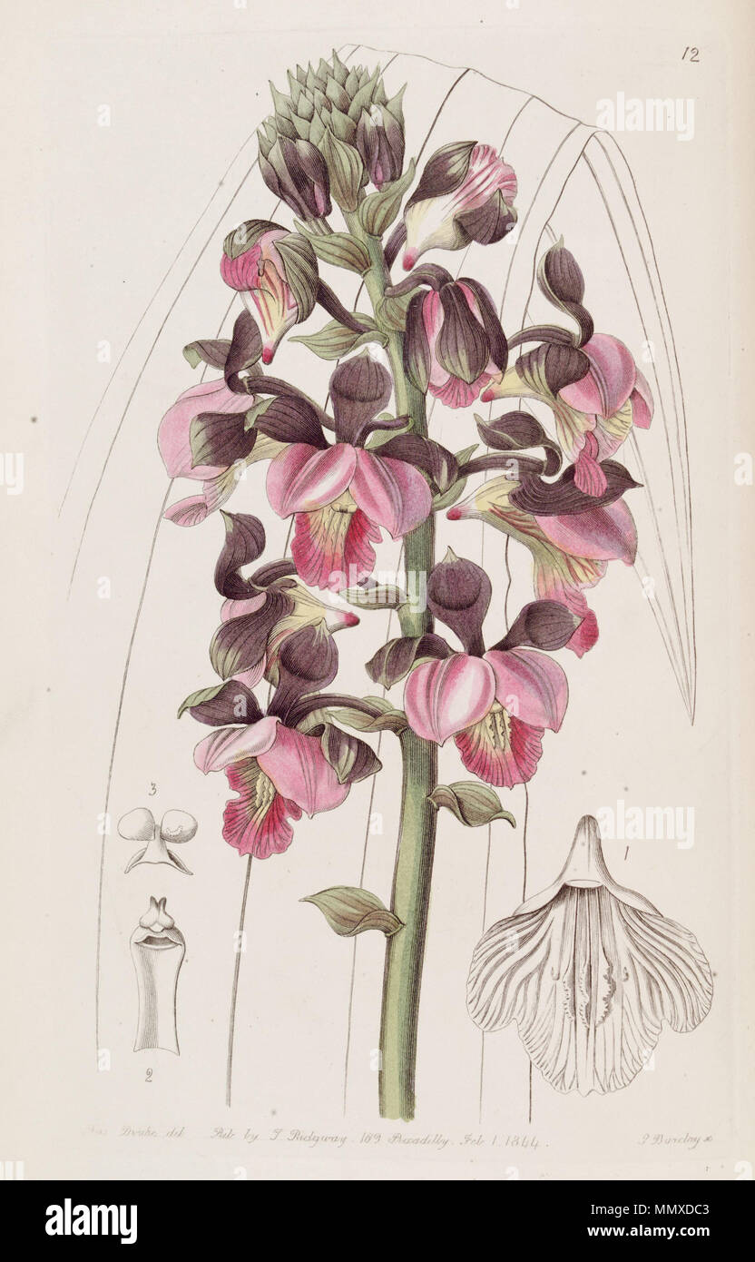 . Eulophia rosea (as syn. Lissochilus roseus)  . 1844. Miss Drake (1803-1857) del. , G. Barclay sc. Eulophia rosea (as Lissochilus roseus) - Edwards vol 30 (NS 7) pl 12 (1844) Stock Photo