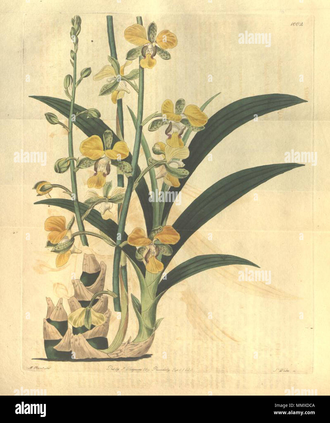 . Illustration of Eulophia streptopetala  . 1826. Sydenham Edwards (1768-1819) Eulophia streptopetala Stock Photo