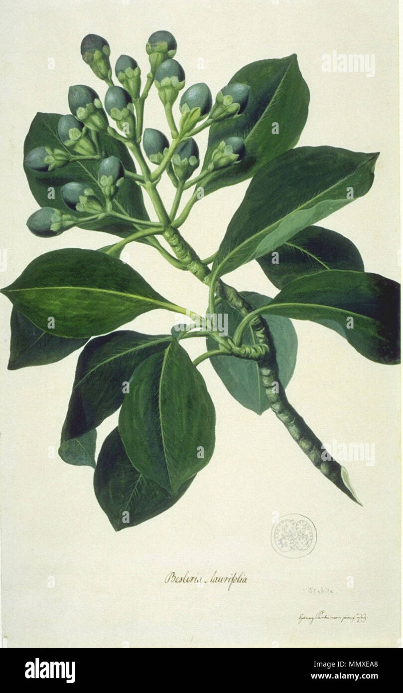 . English: Fagraea berteriana, perfume flower tree, Finished watercolour by Sydney Parkinson made during Captain James Cook's first voyage across the Pacific, 1768-1771 Polski: Fagraea berteriana  . between 1768 and 1771. Sydney Parkinson (1745-1771) Fagraea card Stock Photo