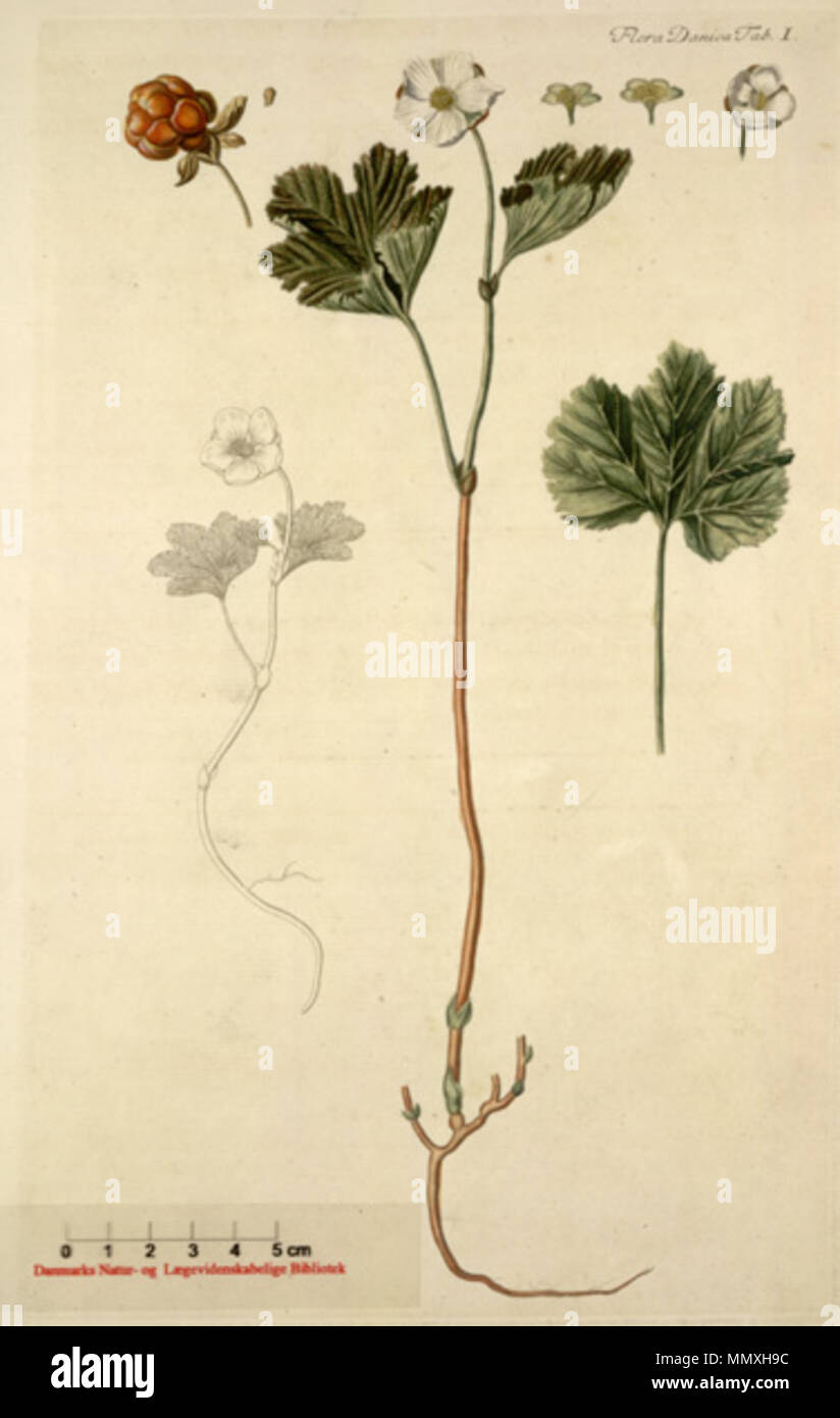 . English: Copperplate of Rubus chamaemorus from Flora Danica  . 1769. Georg Christian Oeder Flora-Danica-Rubus-chamaemorus Stock Photo