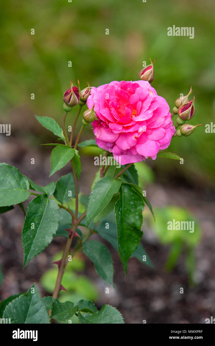 'Heidekind' Polyantha Rose, Polyantharos (Rosa) Stock Photo