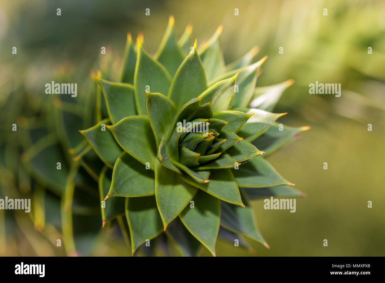 Monkey Puzzle Tree Br dgran Araucaria Araucana Stock Photo Alamy monkey-puzzle-tree-br-dgran-araucaria-araucana-stock-photo-alamy