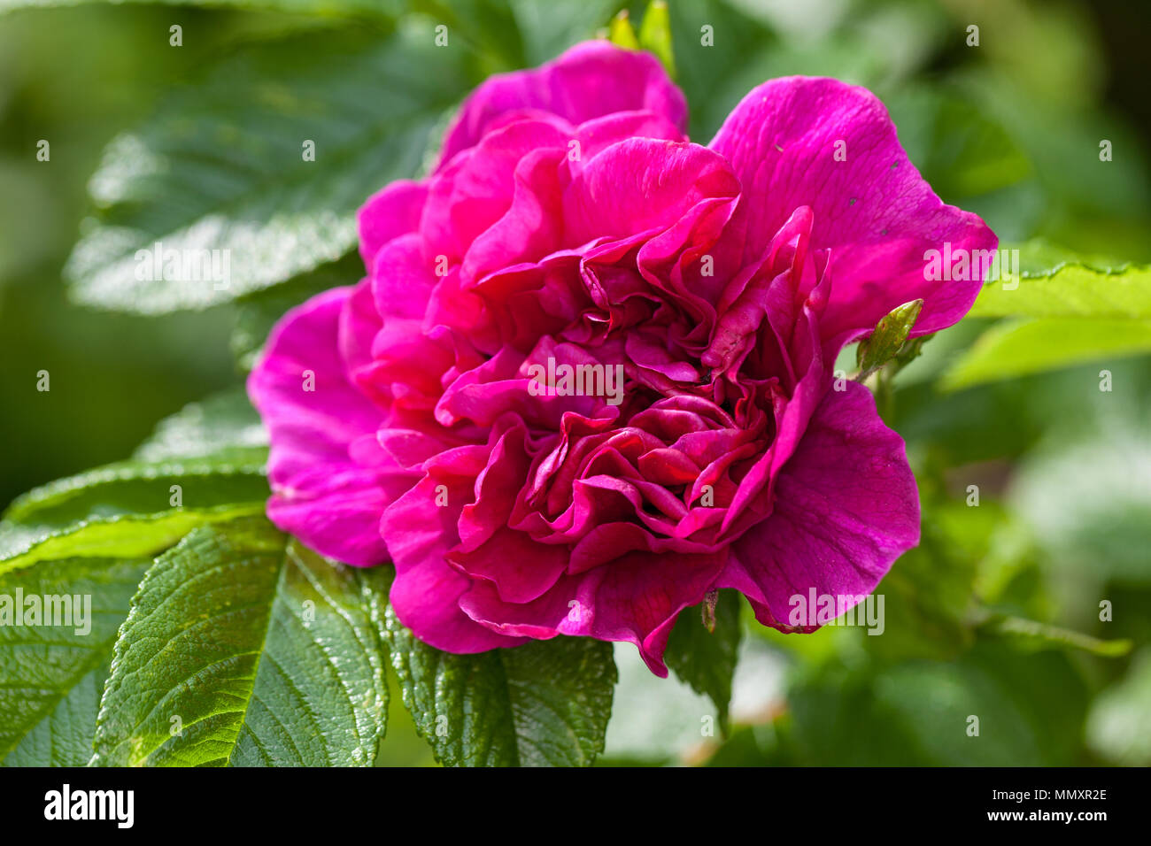 Rugosa rose, Vresros (Rosa rugosa) Stock Photo