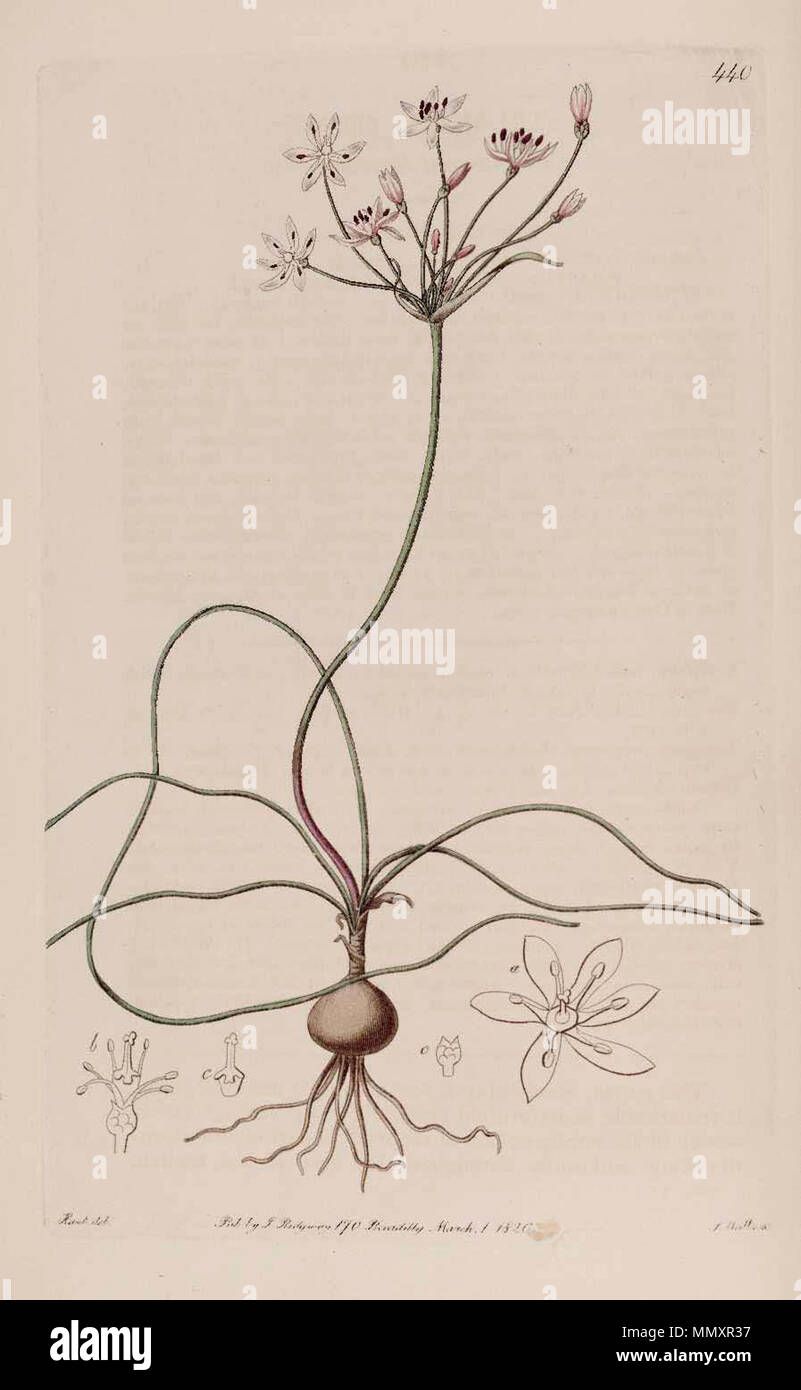 . Strumaria tenella subsp. tenella  . 1820. Botanical Register 440 Strumaria tenella subsp. tenella Stock Photo