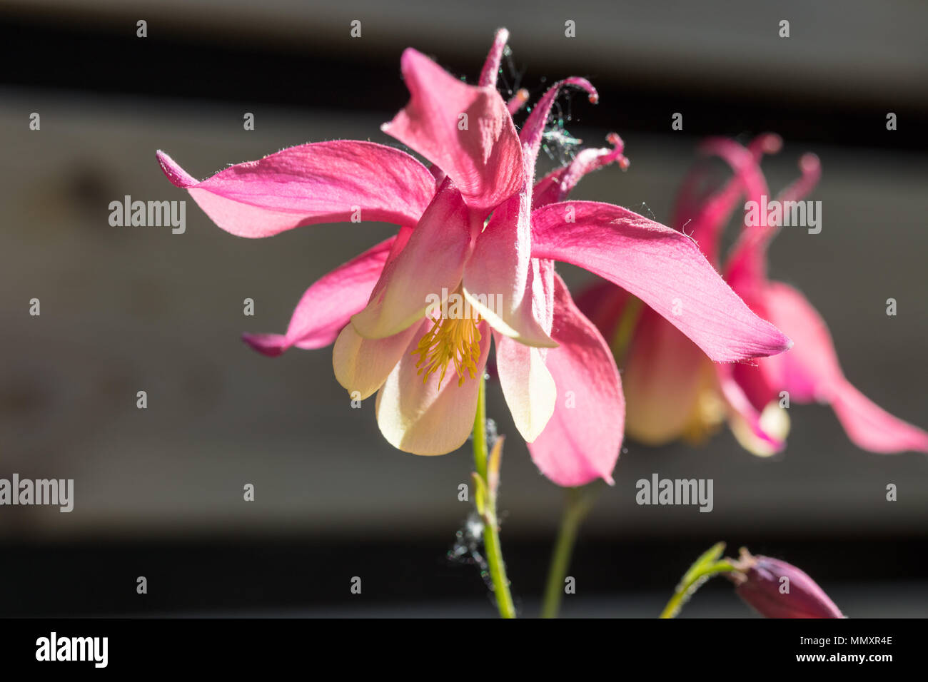 Ivory rose hires stock photography and images Alamy