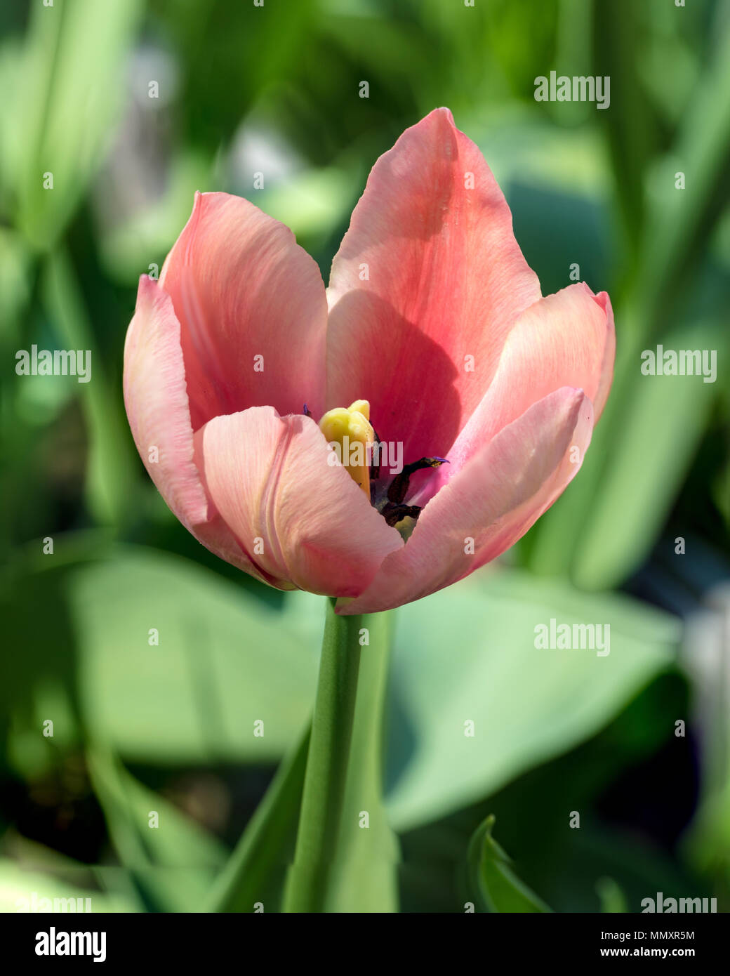 'Salmon Impression' Darwin Hybrid Tulip, Darwinhybridtulpan (Tulipa gesneriana) Stock Photo
