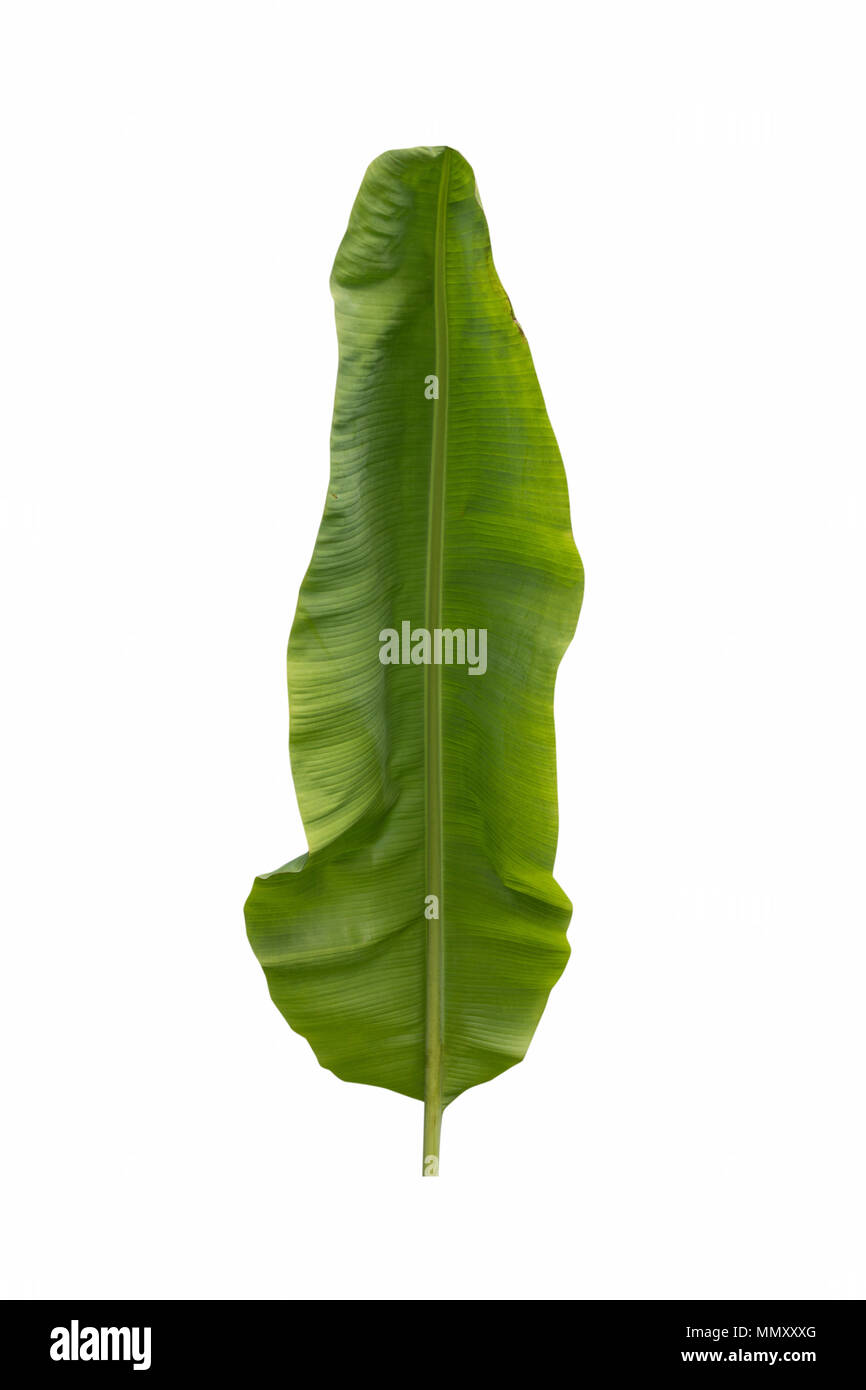 Banana Leaf Isolated On White Background Stock Photo - Alamy