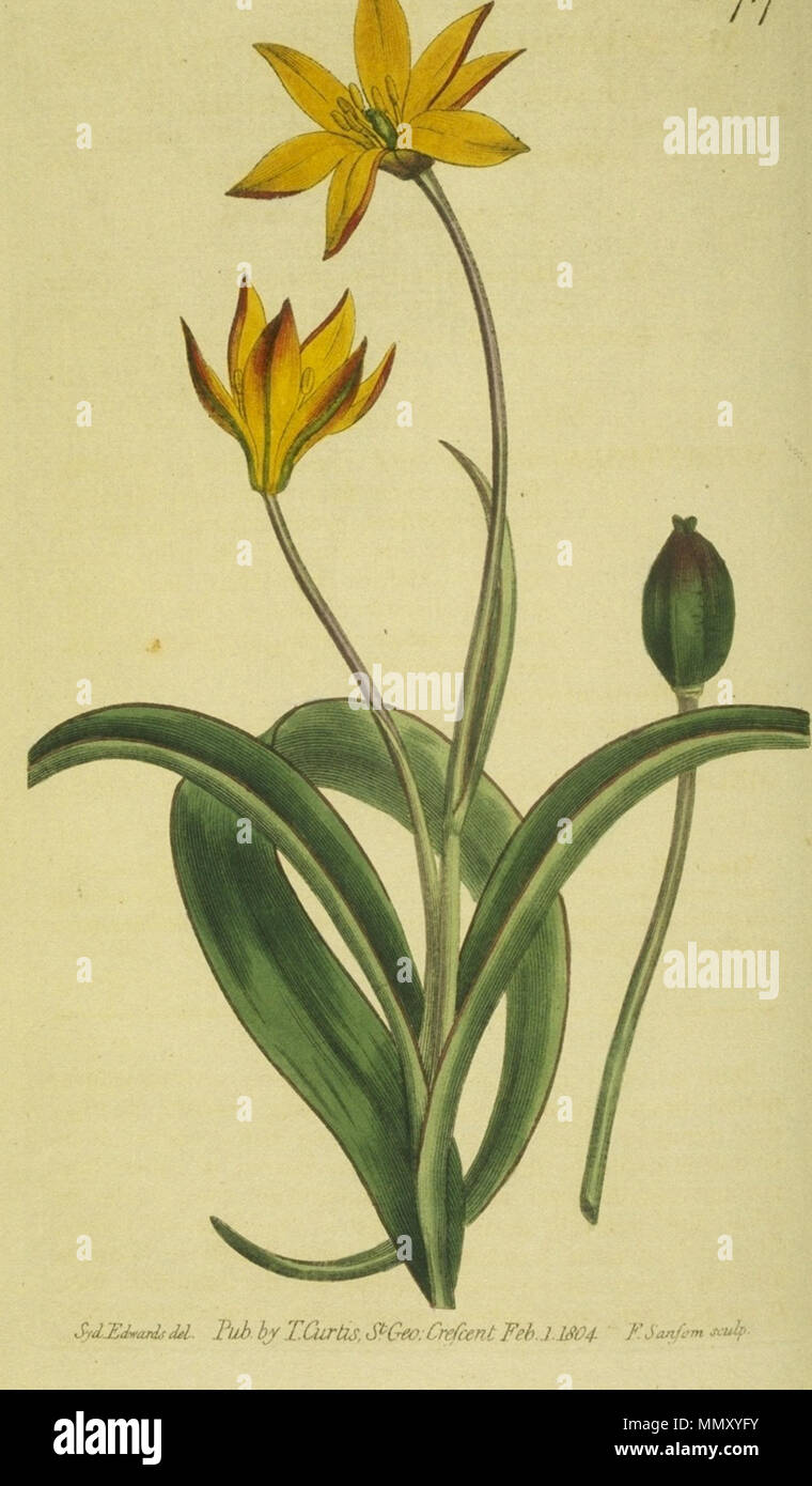 . Illustration of Tulipa sylvestris subsp. australis, as Tulipa breyniana (Cape tulip)  . 1804. Illustrator: Sydenham Edwards (1768-1819) Engraver: F. Sansom 717a Stock Photo