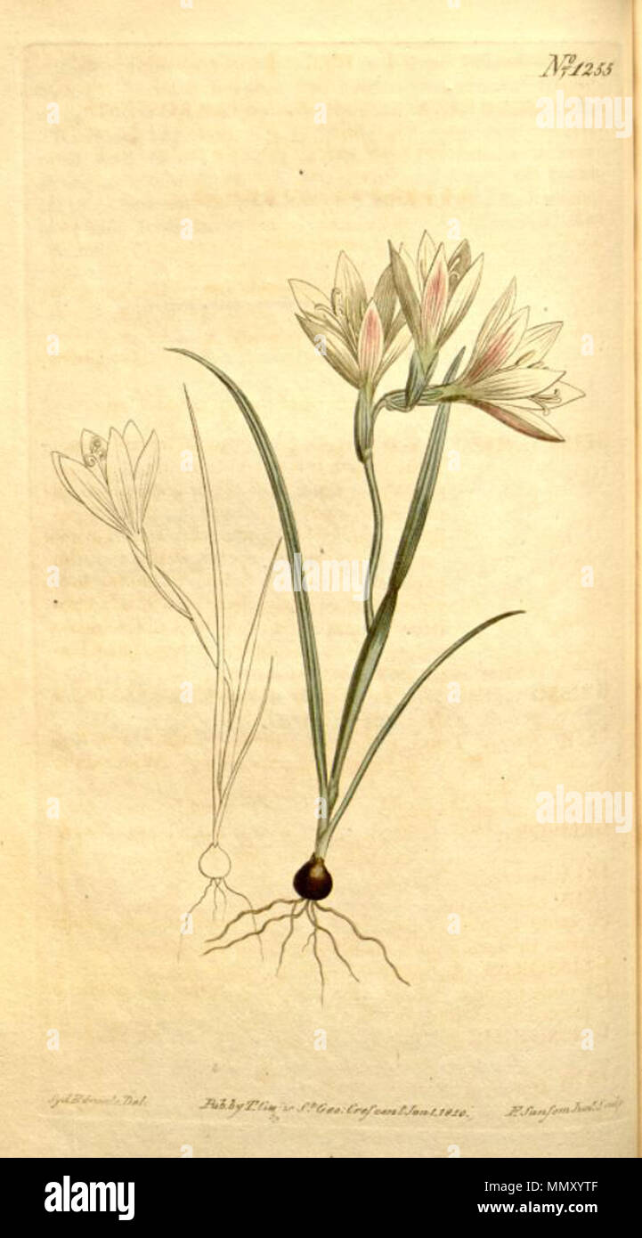 . Illustration of Geissorhiza setacea  . 1810. John Sims Geissorhiza setacea Stock Photo