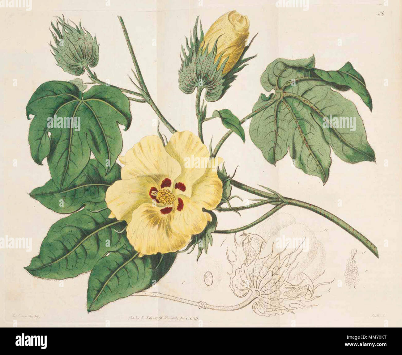 . Gossypium barbadense  . 1815. Botanical Register 84 Gossypium barbadense Stock Photo