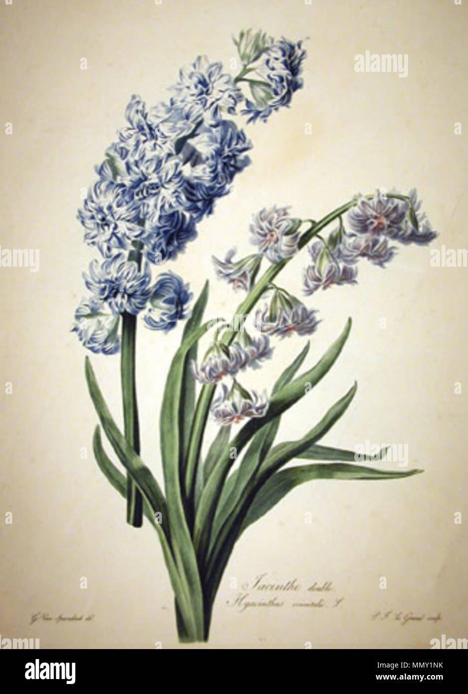 Jacinthe double' (Double hyacinth), plate from 'Fleurs dessinées d'après  nature' by Flemish-born painter Gerard Van Spaendonck. . 1800. Gerard van  Spaendonck (1746–1822) Alternative names Gerardus van Spaendonck  Description Dutch painter, draughtsman,