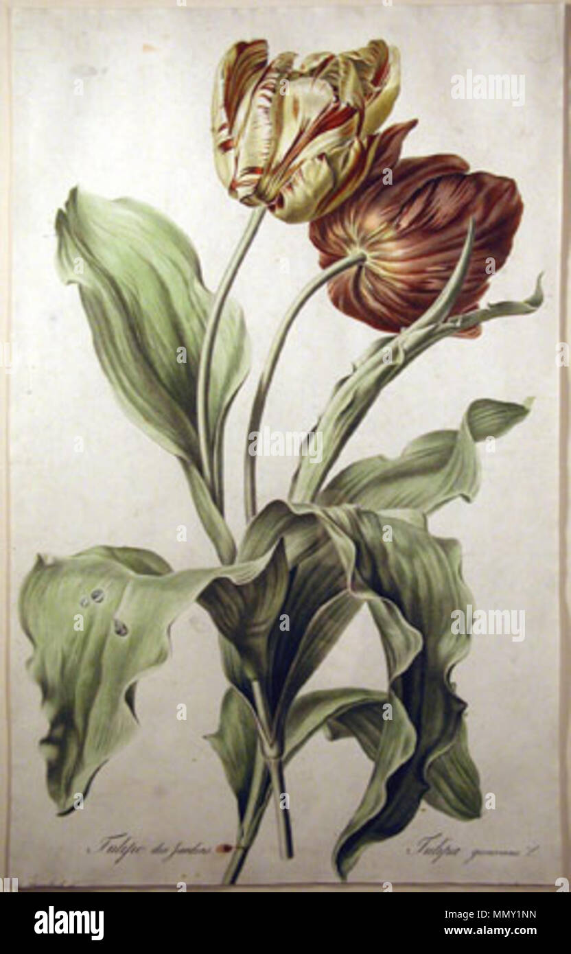 . 'Tulipe des jardins' ('Garden tulip'), plate from 'Fleurs dessinées d'après nature' by Flemish-born painter Gerard Van Spaendonck.  . 1800.   Gerard van Spaendonck  (1746–1822)     Alternative names Gerardus van Spaendonck  Description Dutch painter, draughtsman, engraver and miniaturist  Date of birth/death 22 March 1746 11 May 1822  Location of birth/death Tilburg Paris  Work location Antwerp (1764-1769), Breda (1769), Paris (1769-1822), Tilburg (1797)  Authority control  : Q2523019 VIAF:?37214512 ISNI:?0000 0000 6661 9245 ULAN:?500016009 LCCN:?n81038642 WGA:?SPAENDONCK, Gerard van WorldCa Stock Photo