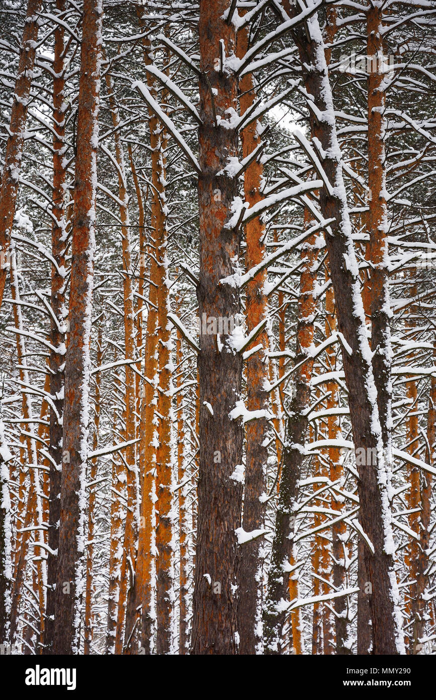 Snow covered pine tree forest hi-res stock photography and images - Alamy