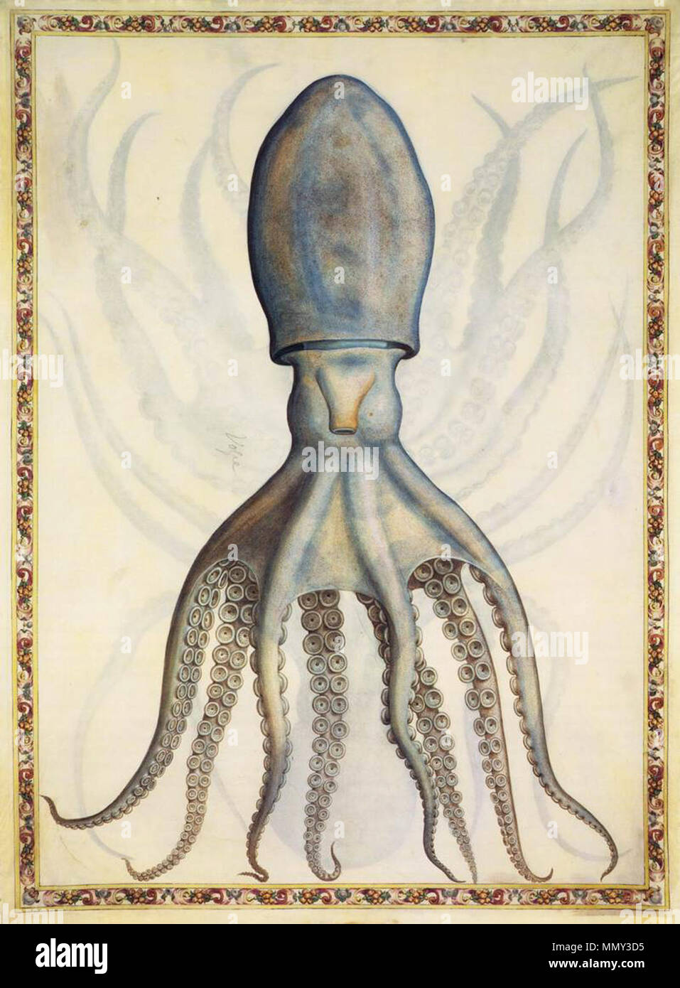 English: Common octopus . 1558. Giorgio Liberale - Common octopus - WGA12972 Stock Photo