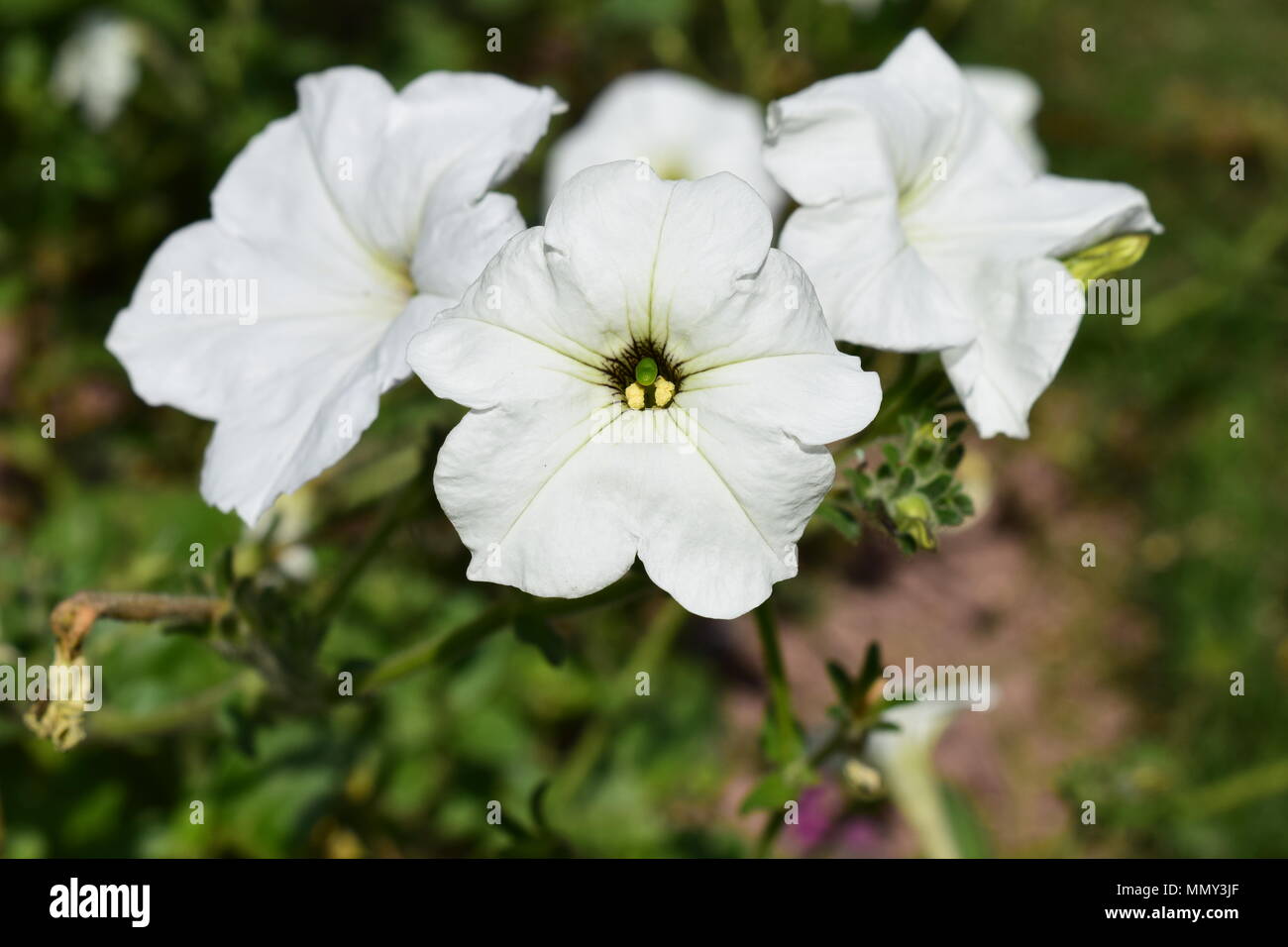 Pic of day hi-res stock photography and images - Alamy