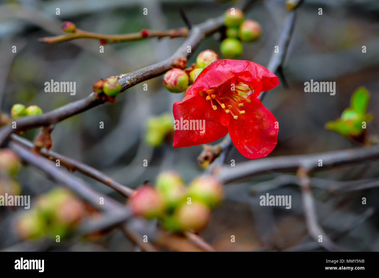 Close up detail Japanese quince flower (Chaenomeles japonica).Delicate