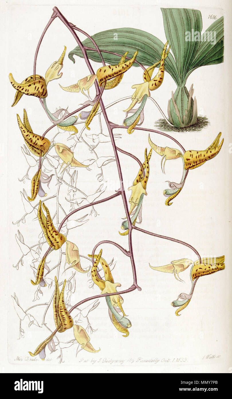 . Gongora maculata  . 1833. Miss Drake del., S. Watts sc. Gongora maculata - Edwards' vol 19 pl. 1616 (1833) Stock Photo