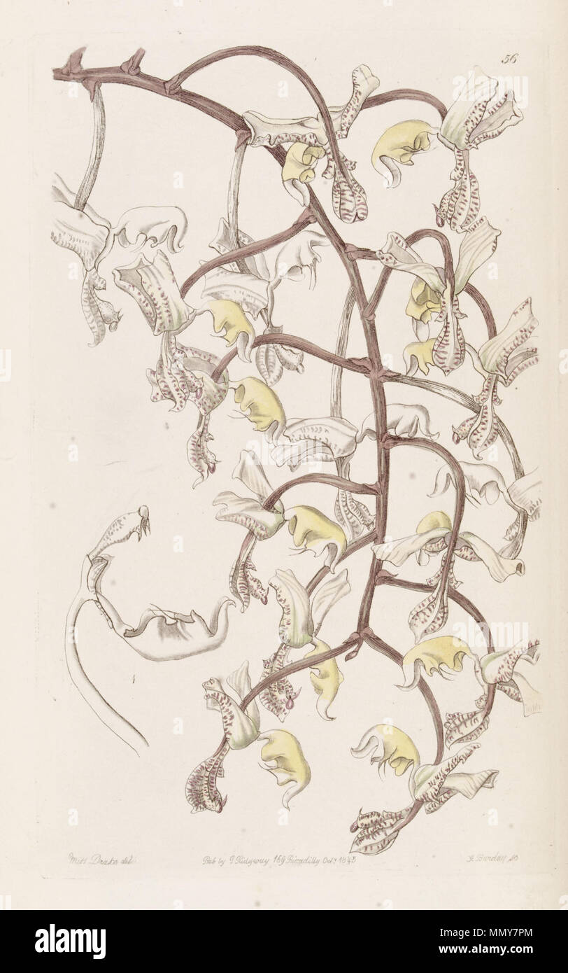 . Gongora truncata  . 1845. Miss Drake del., G. Barclay sc. Gongora truncata - Edwards' vol 31 pl. 56 (1845) Stock Photo