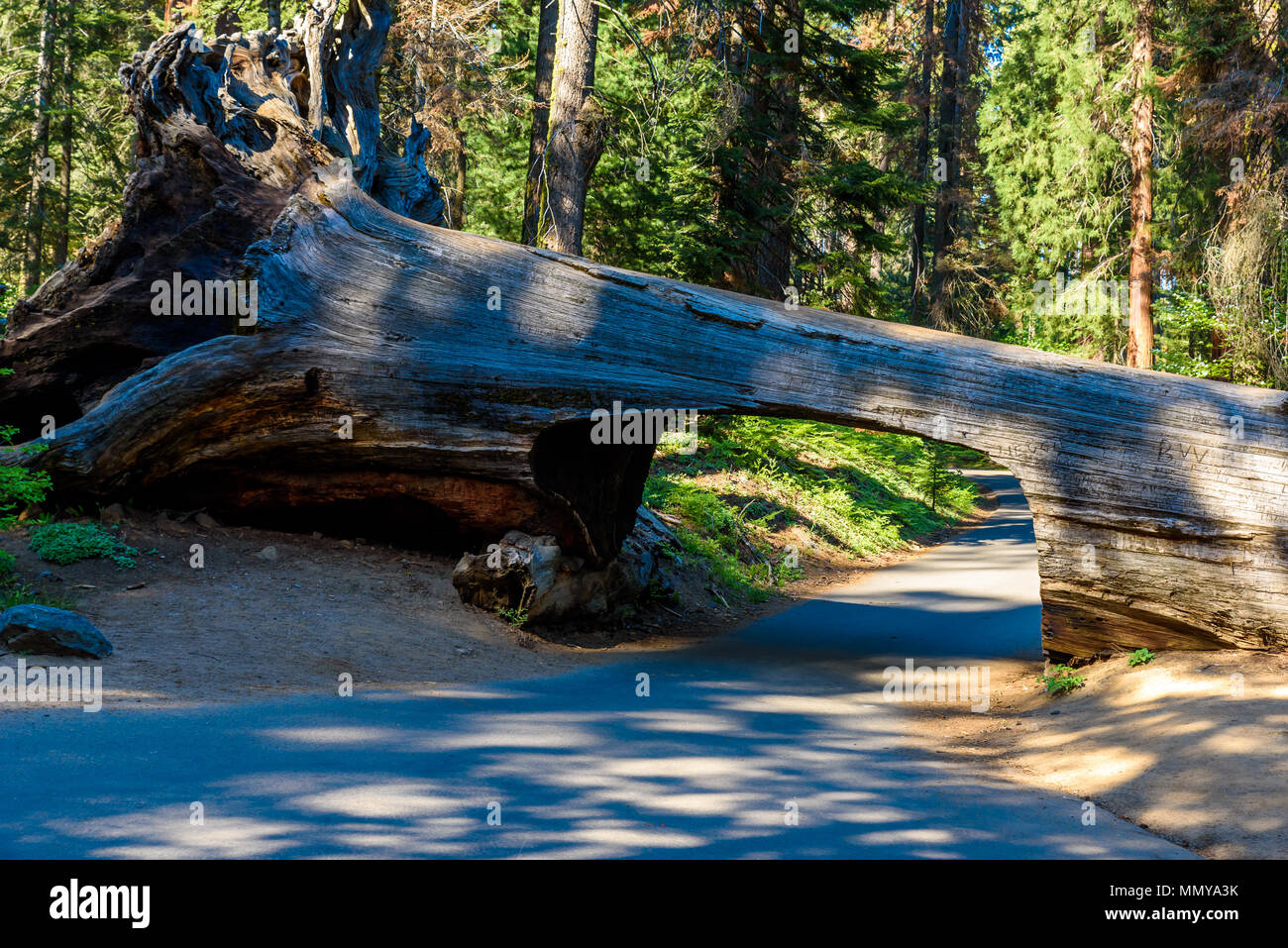 Tunnel Log in Sequoia National Park. Tunnel 8 ft high, 17 ft wide.  California, United States. Stock Photo
