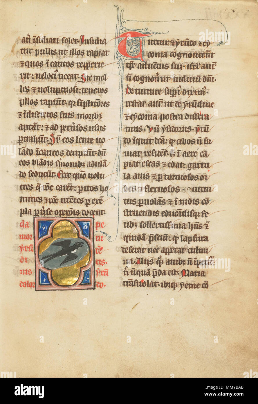 A Swallow. fourth quarter of 13th century (after 1277). A Swallow