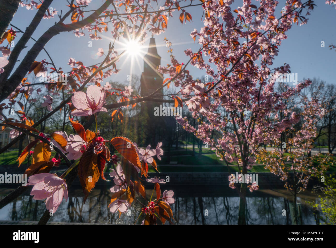 Cherry blossoms against bright sunlight with silhouette of Turku Cathedral in background in Turku, Finland Stock Photo