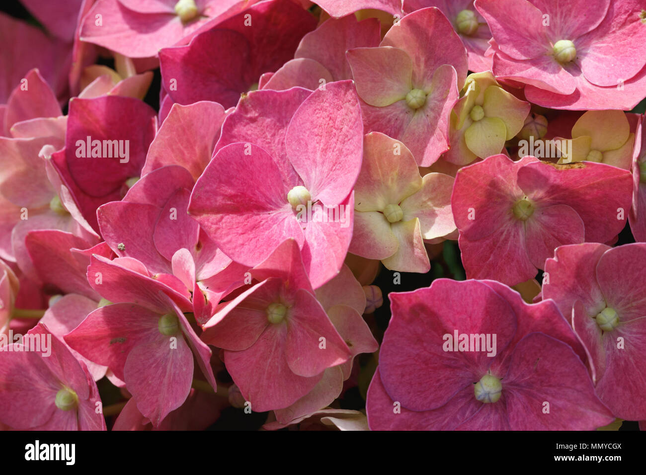 Colorful background of blooming hydrangea Stock Photo - Alamy