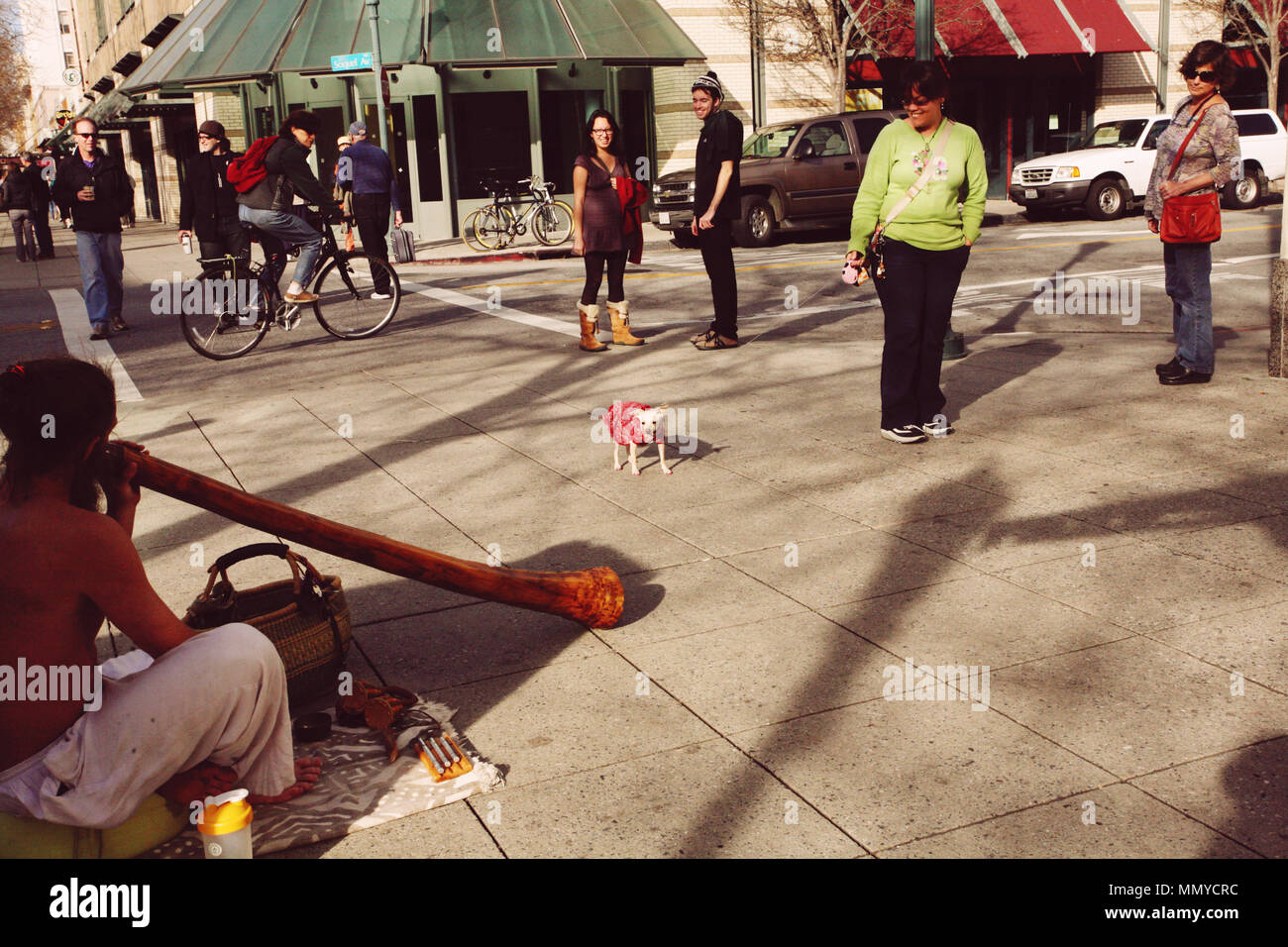 Santa Cruz, California, January 15, 2012: Street scene with little chihuahua freaking out from treet musician Stock Photo