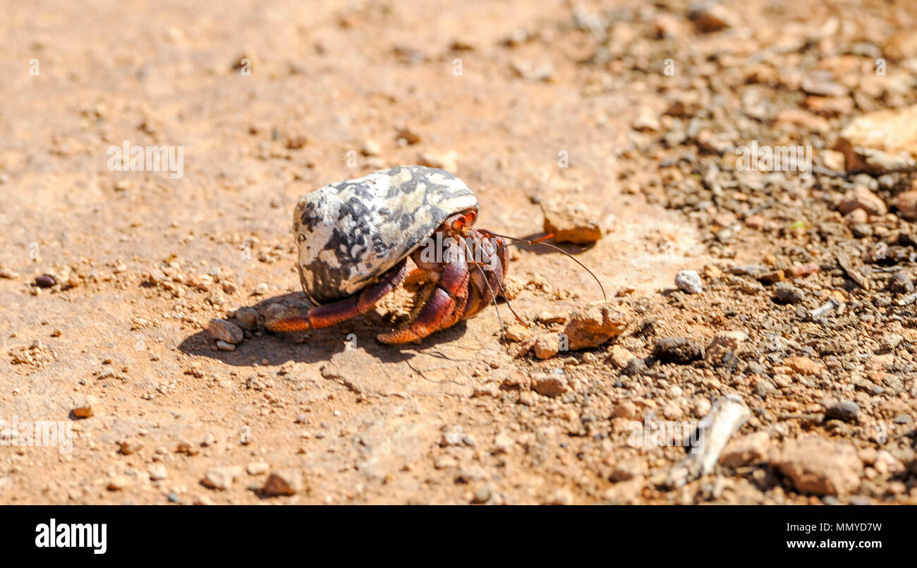Land hermit crabs hi-res stock photography and images - Alamy