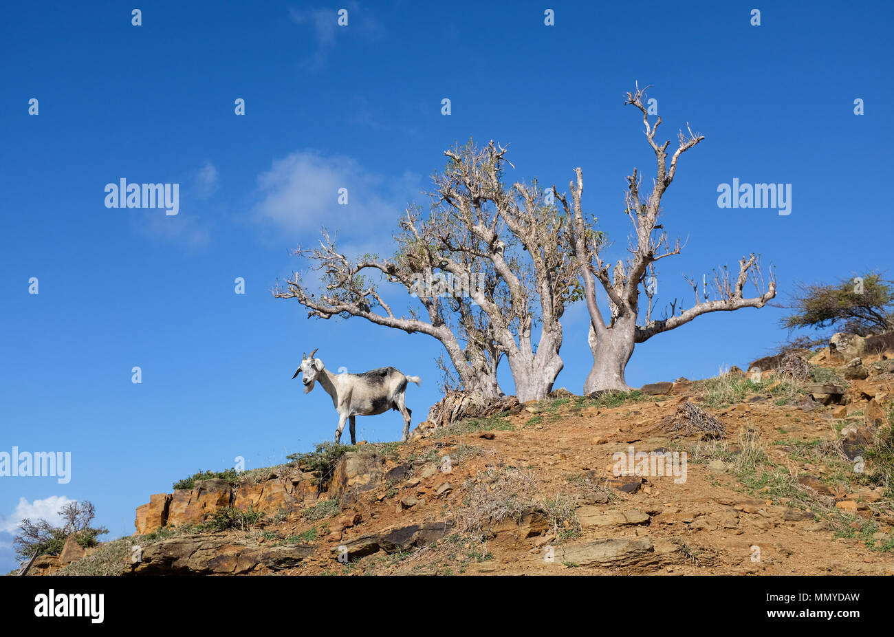 Antigua Lesser Antilles islands in the Caribbean West Indies - Wild goat with tree on rugged landscape Stock Photo