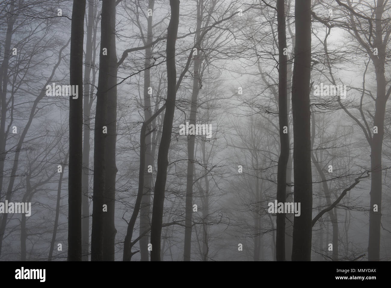leaveless stems and branches of a beech tree forest in heavy winter fog contrasting against the light Stock Photo