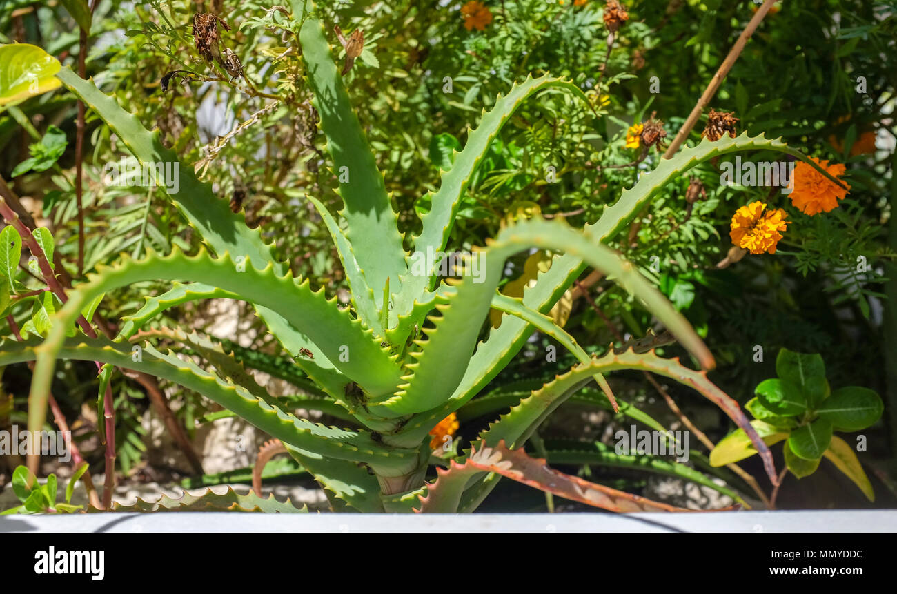 Antigua Lesser Antilles islands in the Caribbean West Indies - Aloe Vera plant growing Stock Photo
