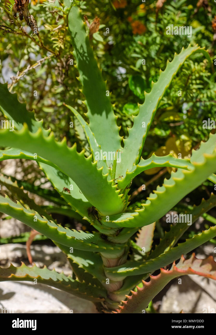 Antigua Lesser Antilles islands in the Caribbean West Indies - Aloe Vera plant growing Stock Photo