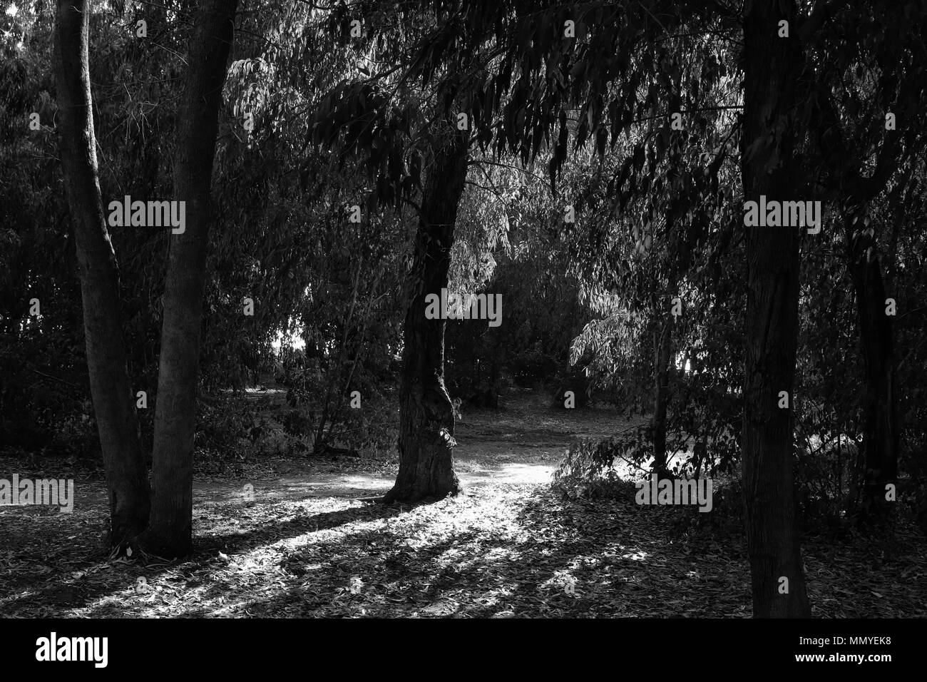 abstract black and white trees in forest landscape Stock Photo - Alamy