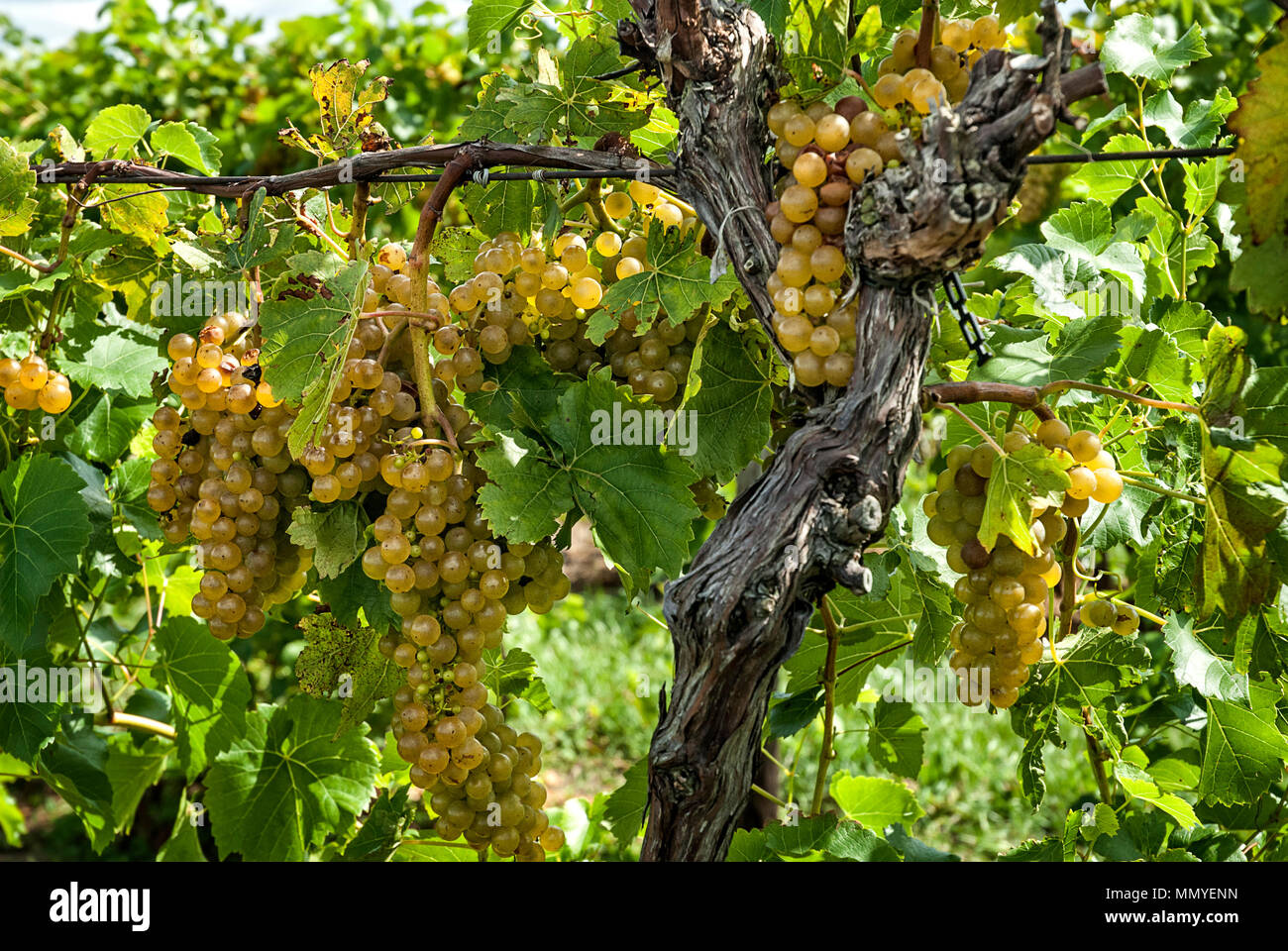 Bunches of ripe white seedless grapes  hanging on the vine at a vineyard. Stock Photo