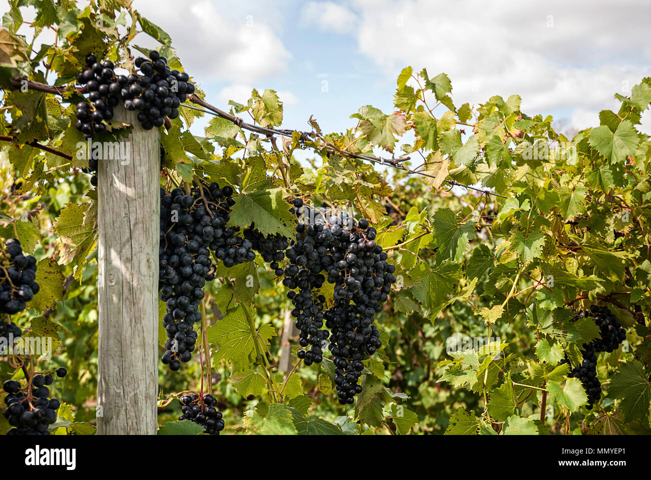 Bunches of ripe grapes hanging on the vine at a vineyard. Stock Photo