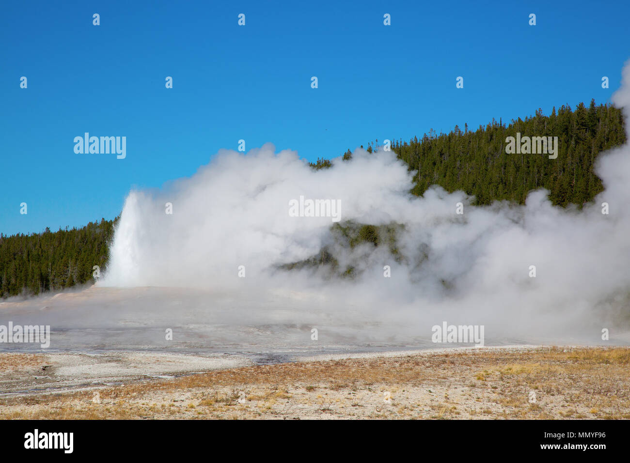 Geyser eruption in the Old faithful area of the Yellowstone national ...