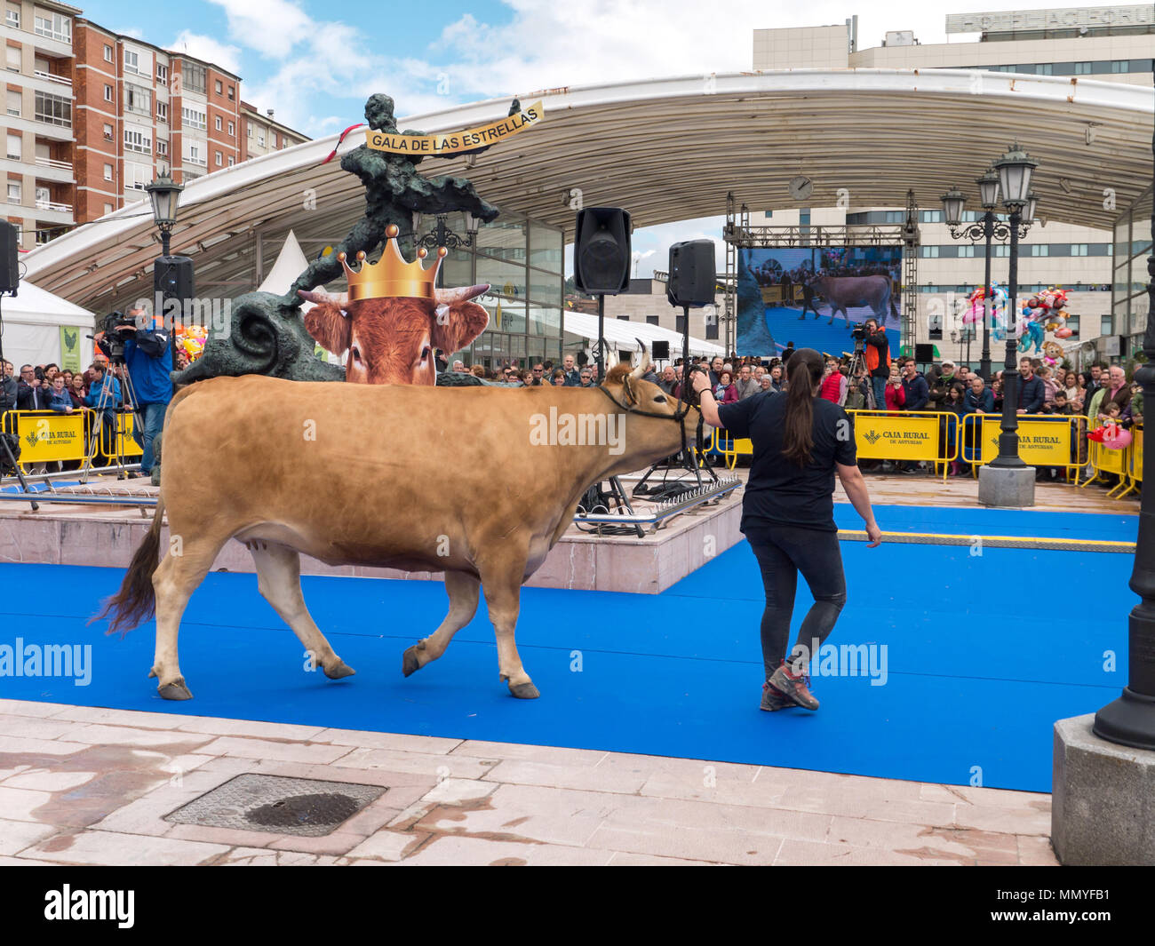 OVIEDO, SPAIN - May 12, 2018:  Young woman presents the cow at the breeding exhibition at the Plaza Ferroviarios Asturianos on the Ascension Fair, Ovi Stock Photo