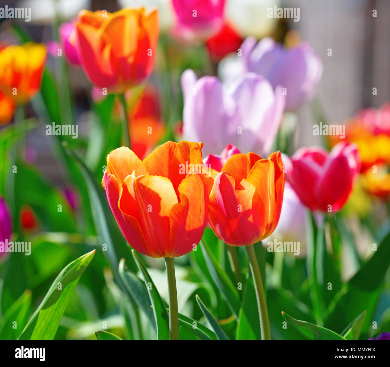 Fresh blooming tulips in the spring garden Stock Photo - Alamy