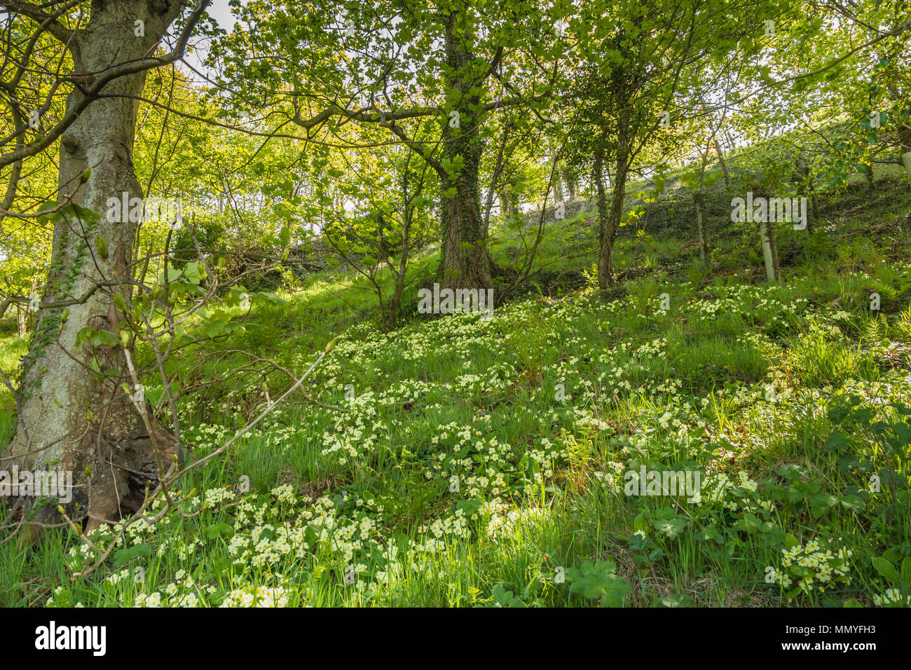 Dappled shade hires stock photography and images Alamy