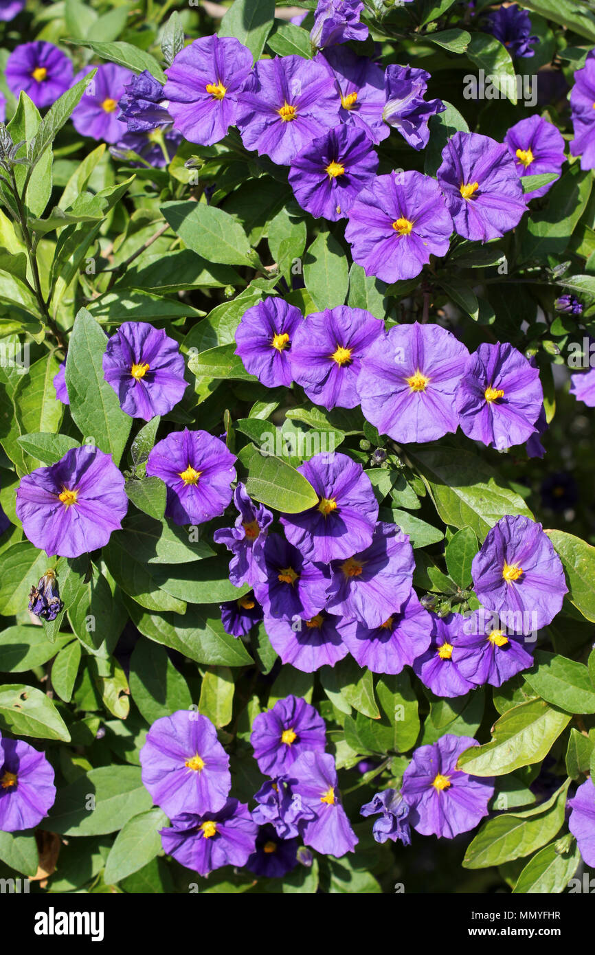 Blue Potato Bush a.k.a. Paraguay Nightshade, Royal Robe, Potato Bush Plant - Lycianthes rantonnetii Stock Photo