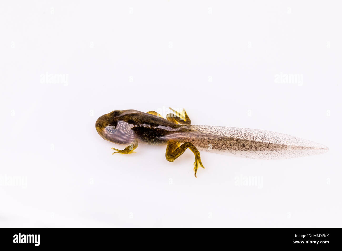 A tadpole with well developed hind and front legs in spring in mid Wales Stock Photo