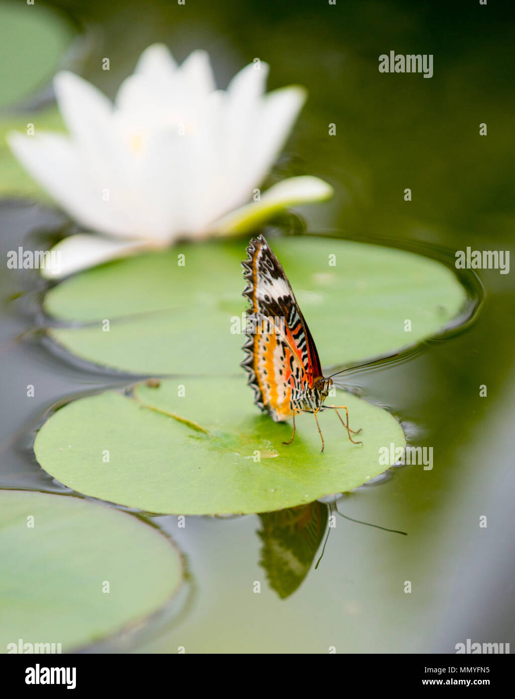 Butterflies in the blenheim palace butterfly house Stock Photo Alamy
