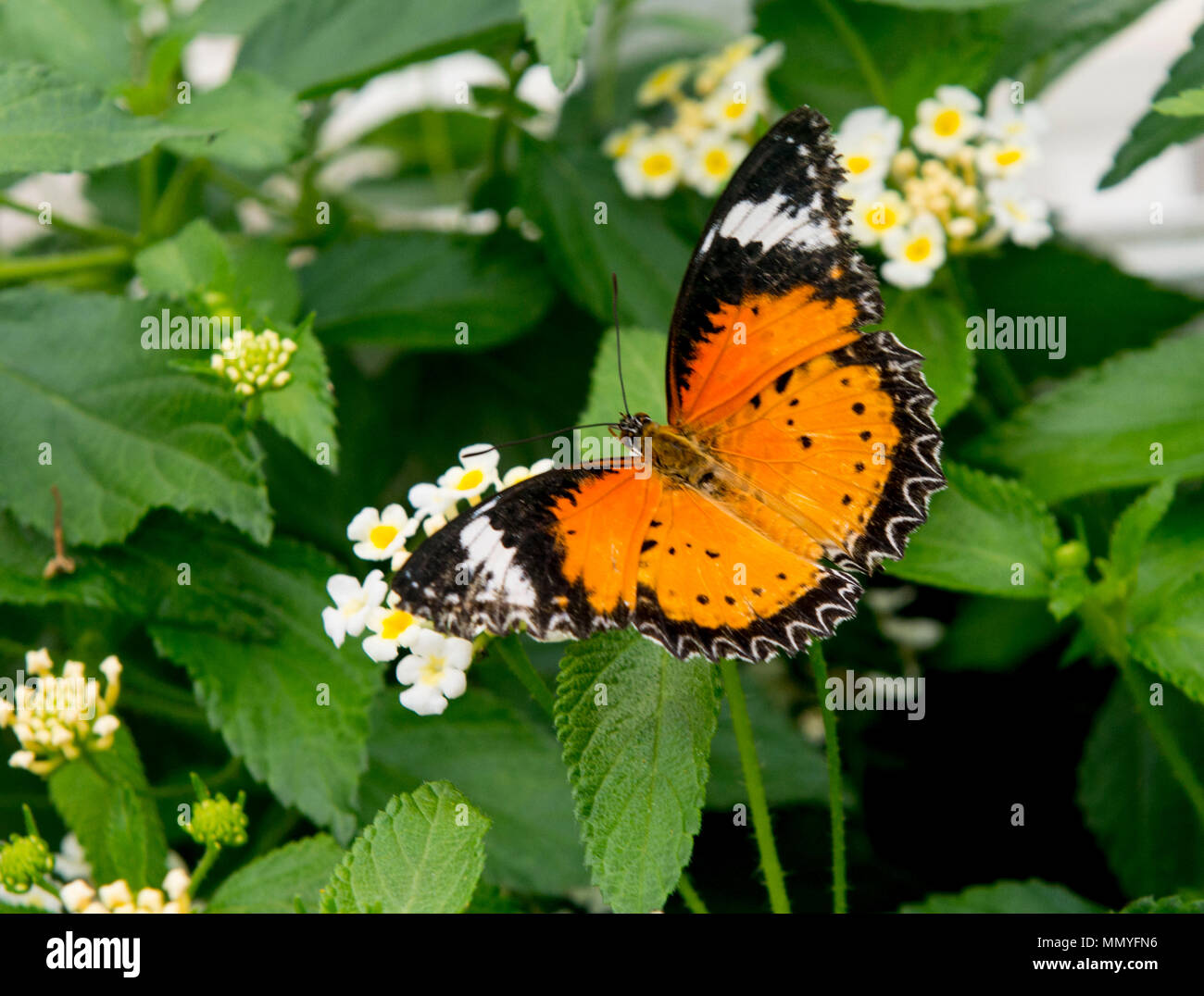 Butterflies in the blenheim palace butterfly house Stock Photo Alamy