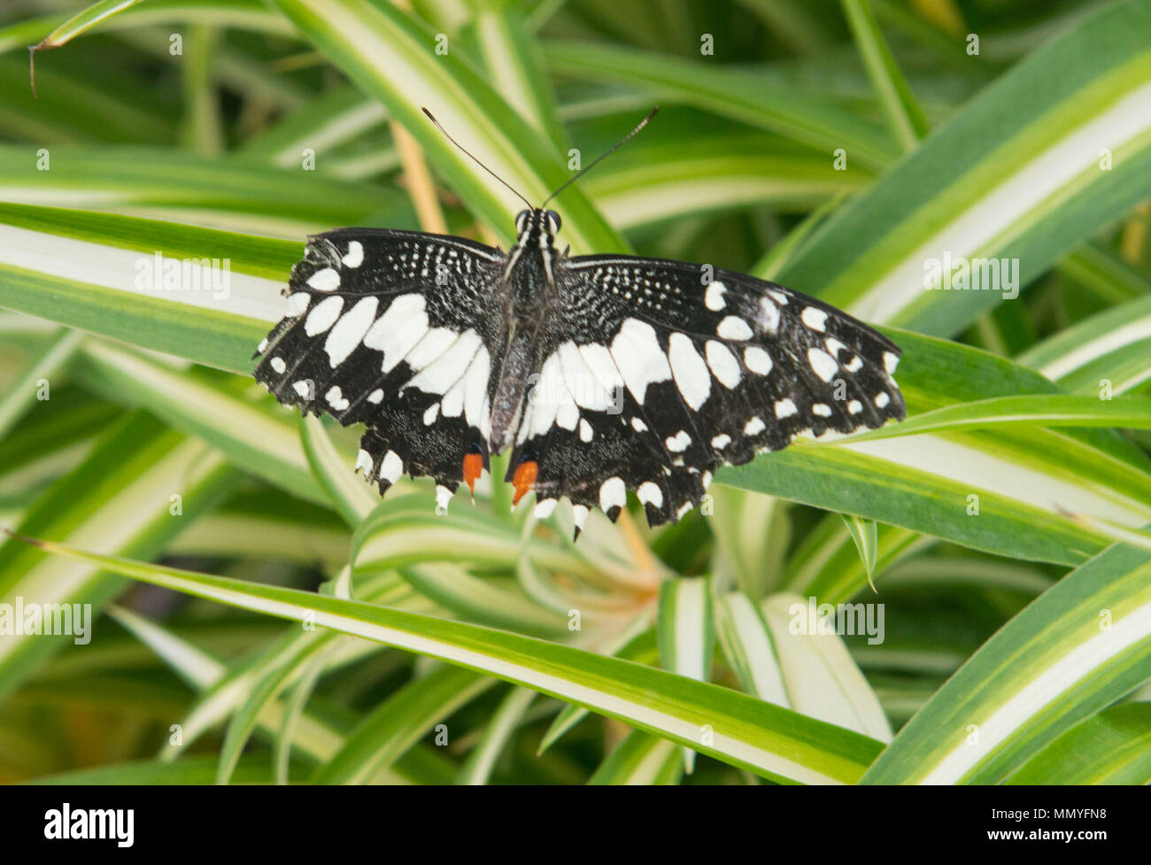 Butterflies in the blenheim palace butterfly house Stock Photo Alamy