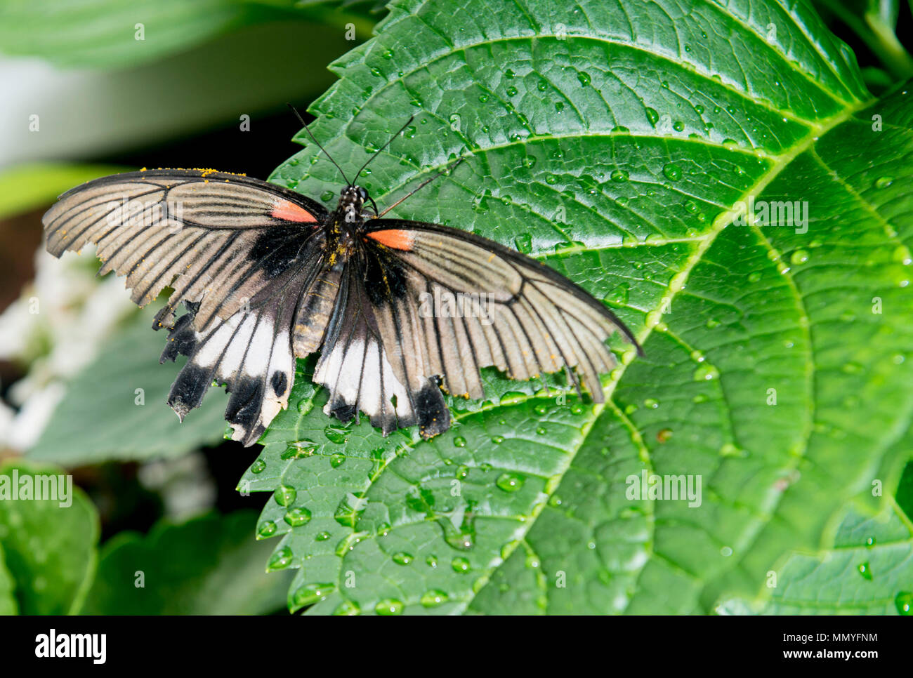 Butterflies in the blenheim palace butterfly house Stock Photo Alamy