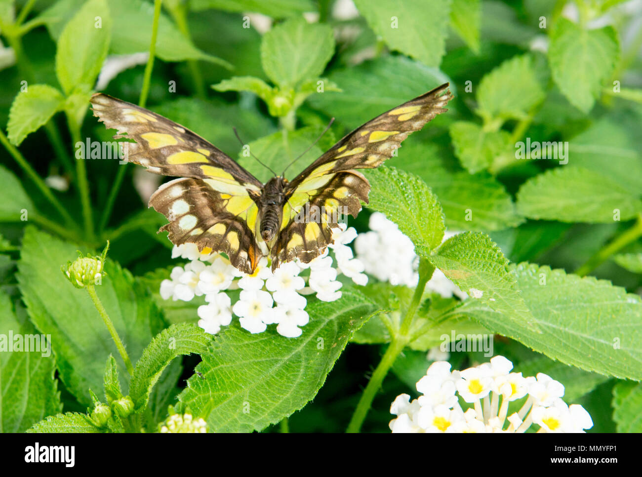 Butterflies in the blenheim palace butterfly house Stock Photo Alamy