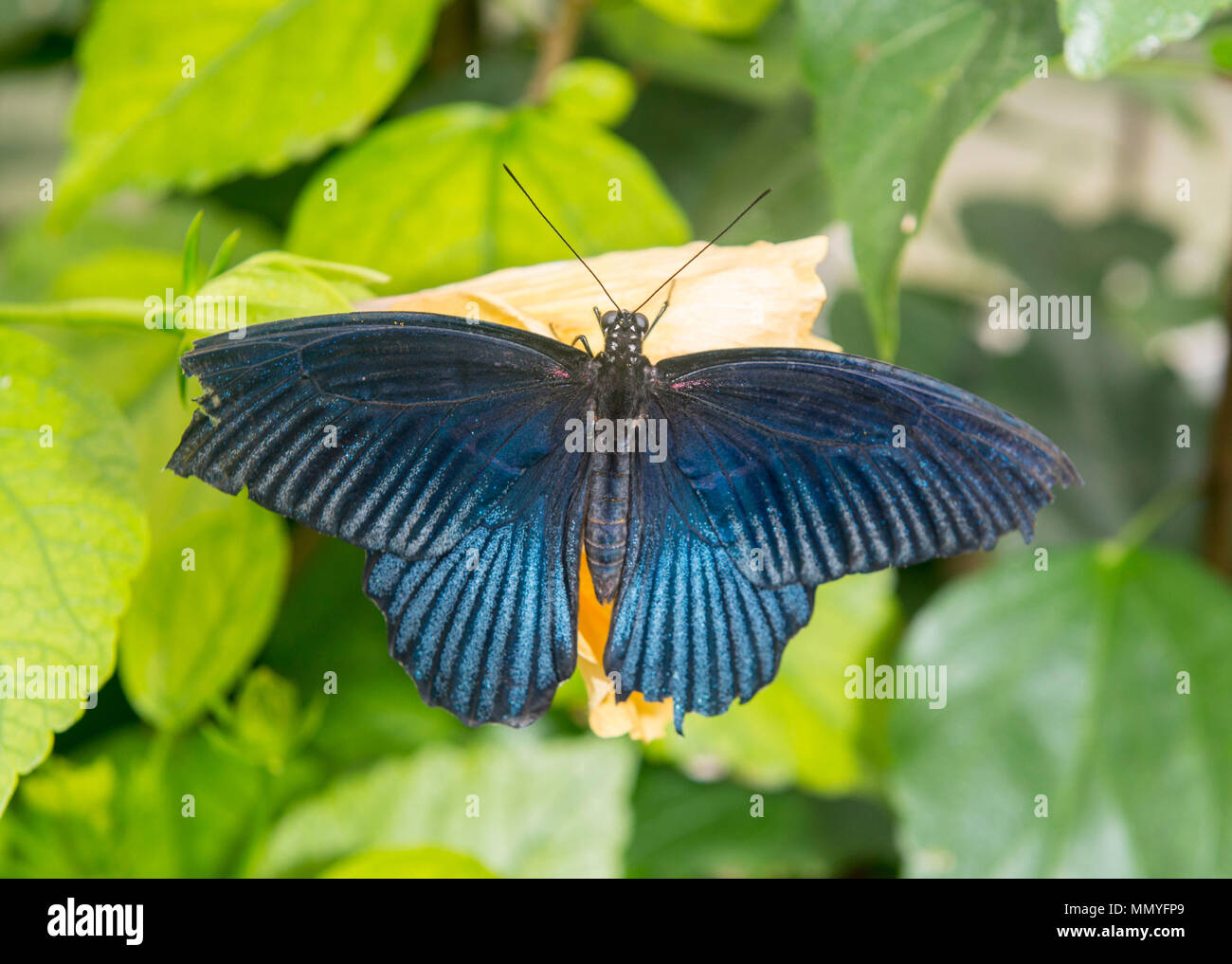 Butterflies in the blenheim palace butterfly house Stock Photo Alamy
