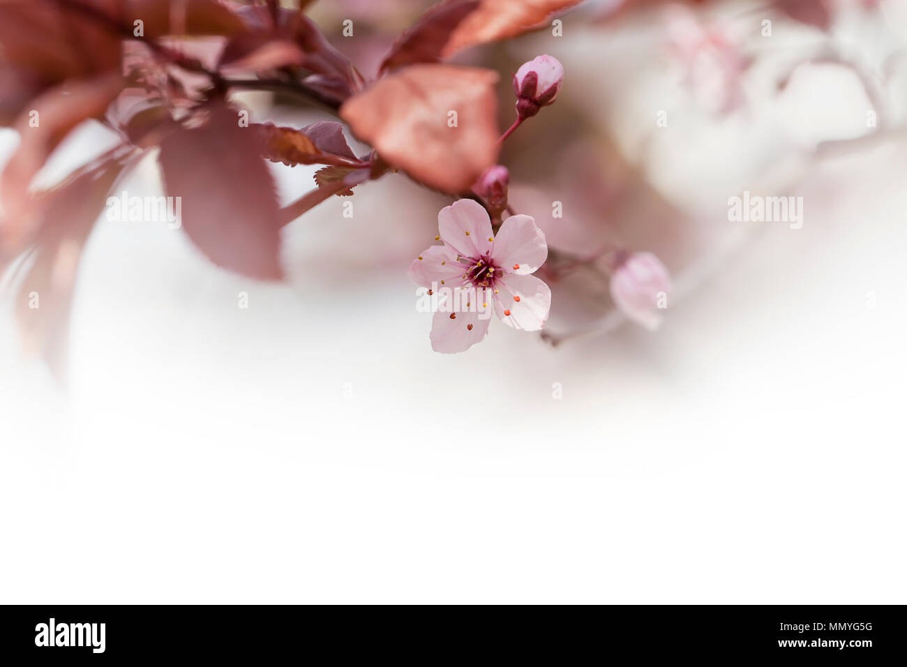 Wallpaper tree with delicate cherry hi-res stock photography and images ...
