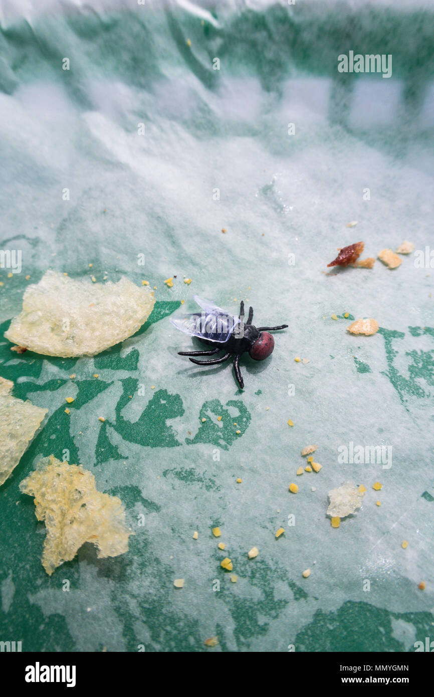 Houseflies are attracted to food, USA Stock Photo